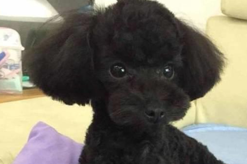 家里有三只活宝是一种什么样的体验，带你来看看三只泰迪犬的日常