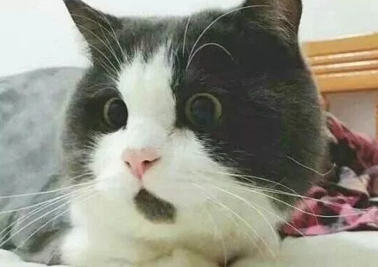 猫咪天生“惊讶脸”，看到真相全被萌翻了