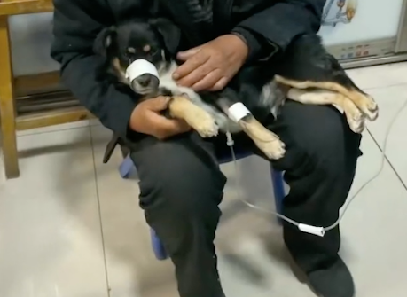 爷爷抱着狗狗凌晨三点来看病，只为了不让孙子担心，被暖到了！