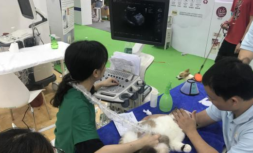 从“附属品”转向“陪伴者” “宠物经济”持续升温
