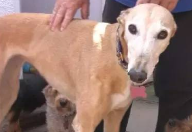 母爱爆棚的格雷伊猎犬