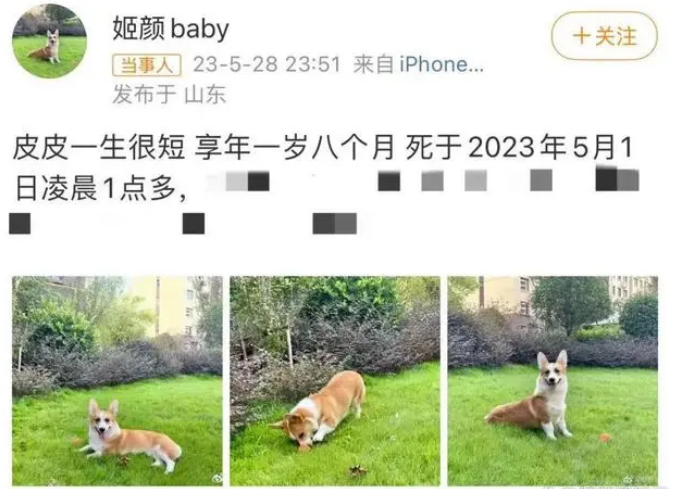 家暴男砍死妻子柯基犬，威胁：“不听话也砍死你！”丈夫被刑拘！