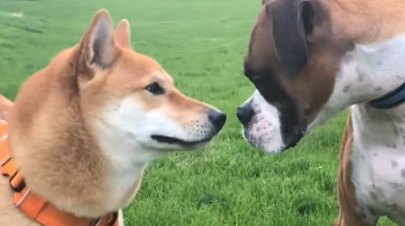 平时称王称霸的柴犬，当它遇上健壮拳师犬，下一秒被吓得坐在地上