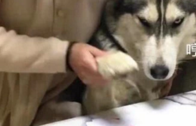 哈士奇生娃前被女主人“强迫”签下保证书，看到内容后令人捧腹！