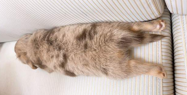 短腿小狗猛摇尾巴，咬鞋子吸引主人注意，可爱到让人无法拒绝 