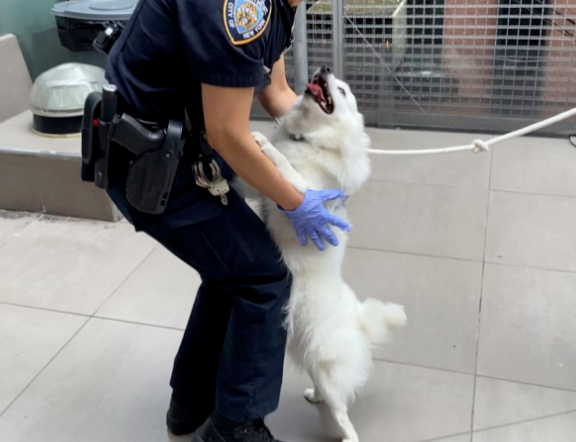 5岁警犬车内意外死亡，原因竟是…网友：这教训太惨痛了！