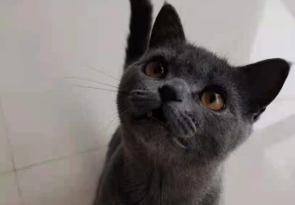 倒霉！猫咪从七楼跳下，砸中遛狗的老人，致瘫痪！狗子不放过猫咪 