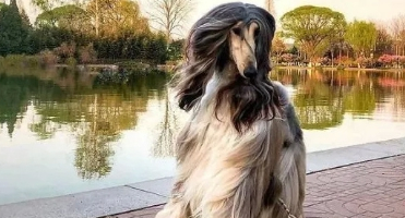 为爱犬花费24万元，只认是世界上最美的狗，网友：真像梅超风