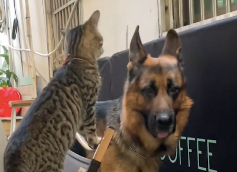德牧看到比自己小的猫咪，竟被吓得站在原地不敢动，胆子太小了！