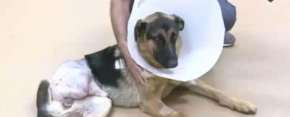 受不了铁链拴脚，德国牧羊犬自啃右脚只为活下去