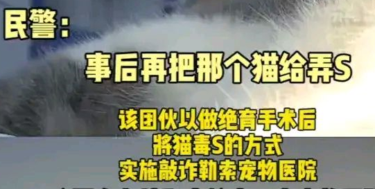 东莞男子带猫做绝育手术后，把猫弄死，勒索两家宠物店