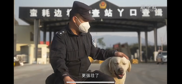 巨巨巨胖警犬被5千万网友嘲笑，训导员立即护崽：我们基因好，哪里胖啦？