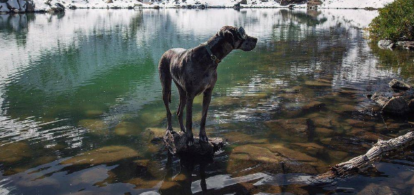 巨型犬在外勇猛威武，一剪指甲立刻怂了：主人你爱我吗？ 