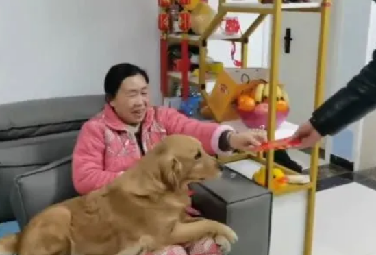 男子给妈妈磕头拜年，一旁金毛的反应把人笑抽：可真会占便宜啊