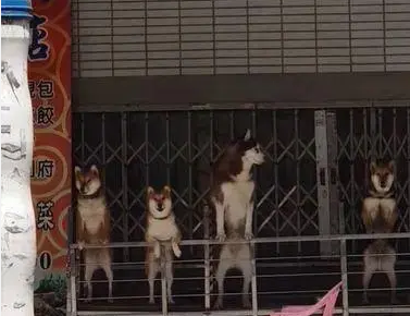 旅行时偶遇四只狗，仔细看了两眼后笑了：不愧是二哈！