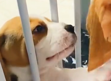 感动！浙江一小狗怕狗妈妈没食物吃，随后一做法让网友泪崩 