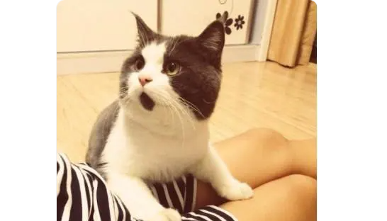惊讶猫，靠着永恒的惊讶表情俘获了一众猫奴的芳心！
