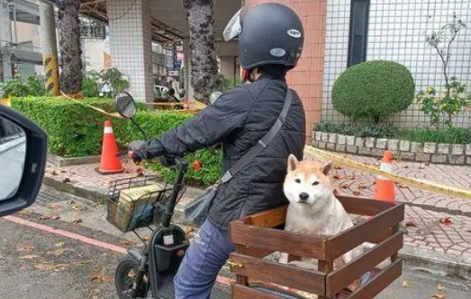 柴犬有专属司机载着兜风，网友：可爱就是有特权！