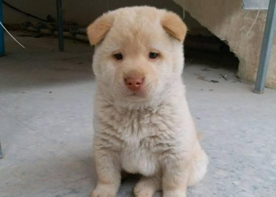 100买了一只小土狗，网友一看羡慕哭了：这么好看的田园犬！