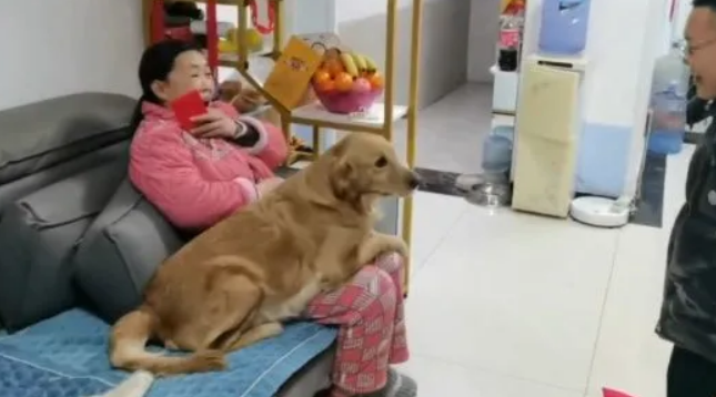 男子给妈妈磕头拜年，一旁金毛的反应把人笑抽：可真会占便宜啊