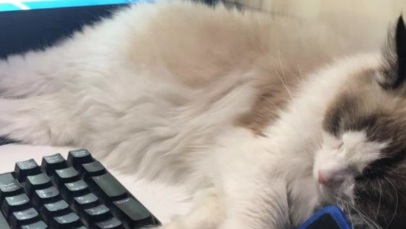 家里的猫咪怀孕后经常呕吐，去医院检查后，医生却说和怀孕无关