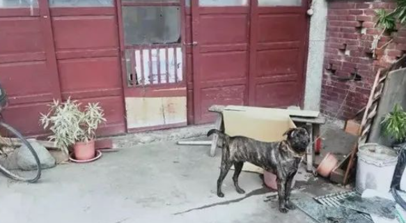 虎斑犬咬住警察裤腿不放，警察跟上去后大呼：太聪明了