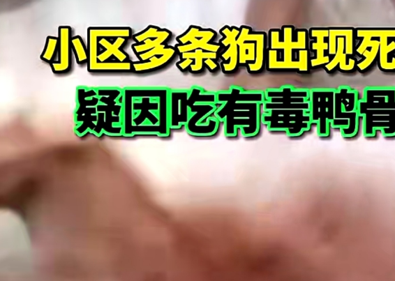 贵州一小区多只宠物狗中毒死亡，网友褒贬不一