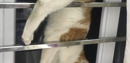 二哈在外面“看”金鱼，还是被猫咪叼走，主人：猫咪吃大米炒肉