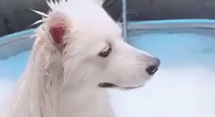 给狗狗洗澡忘带头巾，戴上后它立马是这表情，网友：是金箍吗