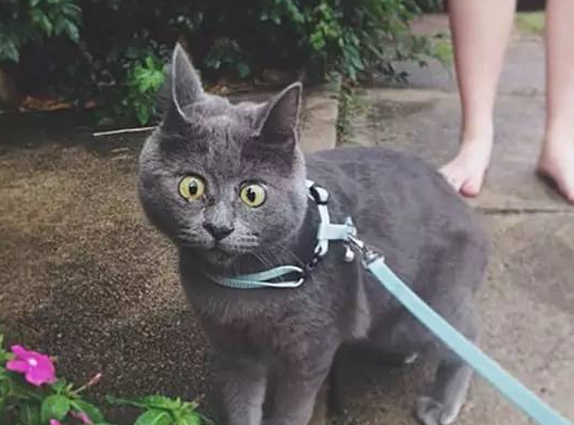 惊讶猫：脸上的表情就像一直保持着惊讶状