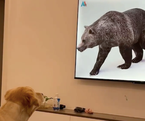 狗狗看到电视上的熊消失后，跑到房间里找：我看它往这边走的啊！