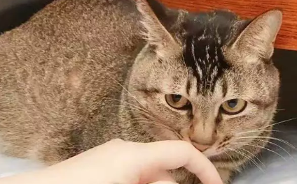 狸花猫被熊孩子伤了后肢，被铲屎官收养后，终于露出幸福的笑容
