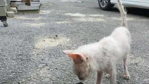 小猫因“丑陋”遭驱赶，一年后成功逆袭，小破烂变成小天使
