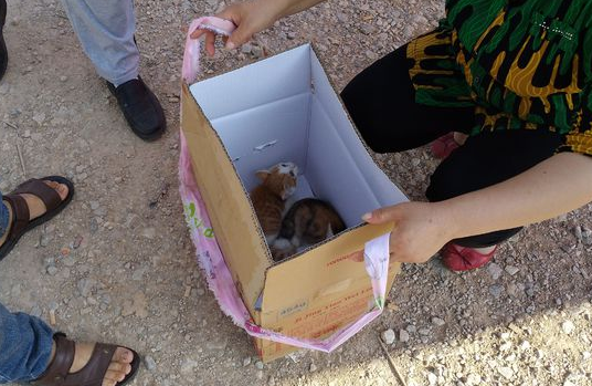 大姐按100元一只出售土猫，男子：“就这破猫，想钱想疯了！”