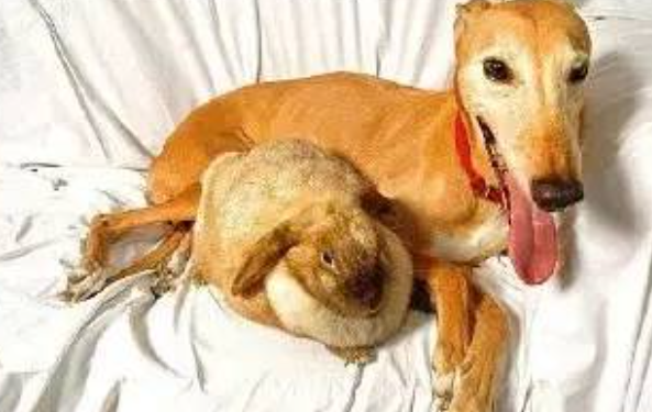 母爱爆棚的格雷伊猎犬