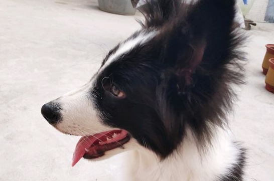 网友养这只边牧犬才四个月，下个月就要把它送回老家 
