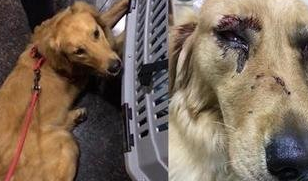 金毛Siri在托运过程中死亡，涉事公司：员工接私单后换车，已离职
