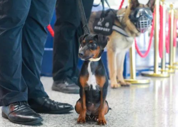 新鲜事：太仓犬小身板却有大能量，南京机场迷你警犬上岗啦