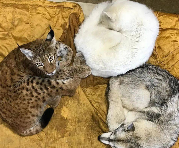 大猫和二哈一起长大，果不其然被同化了... 