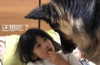 德牧是网友第3个“孩子”，爱跟姐姐抢零食，谁还不是宝宝呢
