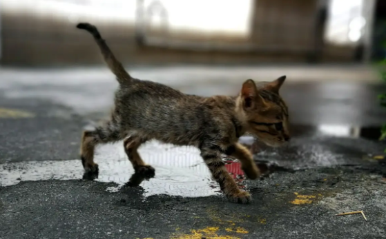 上海电视台关注：“今日闵行”APP推出流浪猫免费绝育手术套餐