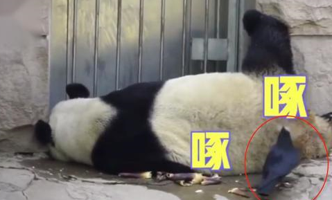 熊猫姿势奇葩睡觉觉，背后出现不速之客，网友：快被啄秃了还睡？