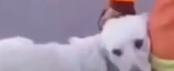 消防员洪水中救了狗狗一命，狗狗搂着消防员大腿不让走，感动