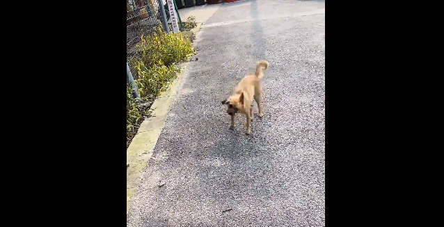 据说狗子在尴尬的时候，会假装自己很忙...