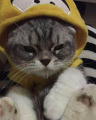 i主人嫌胶带不好撕，让家里懒猫来咬，猫：这年头混口饭吃不容易