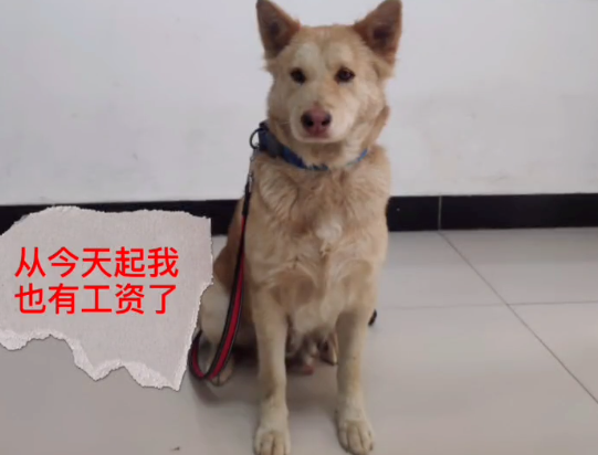 10岁土松犬当保安月薪3000，看门、捉老鼠还兼职模特。一看工资条…哈哈哈！
