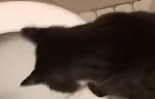 网友家的猫咪超级喜欢玩水，后来居然连马桶都不放过……