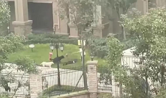明明农村养狗的更多，为何却很少发生恶犬伤人的行为？原因很简单
