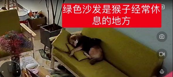 	 宠物狗被上门抓走宰杀！处置人员已被行拘，难道只有捕狗队的错？