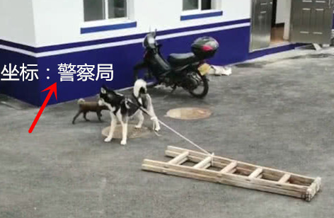 二哈被拴在警察局门口失物招领引人围观，警察苦笑着说出原因